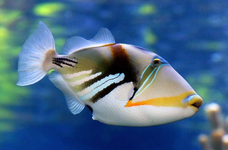 profile view, vertebrate, close-up, south pacific, saltwater fish, rectangular, sea, animal themes, water, gray, yellow, animal wildlife, sea life, white