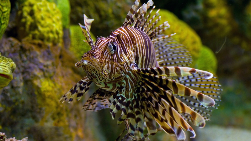 close-up, lionfish, nature, sea, no people, animal themes, animal wildlife, lion, one animal, beige, water, sea life, swimming, animals in the wild, fish