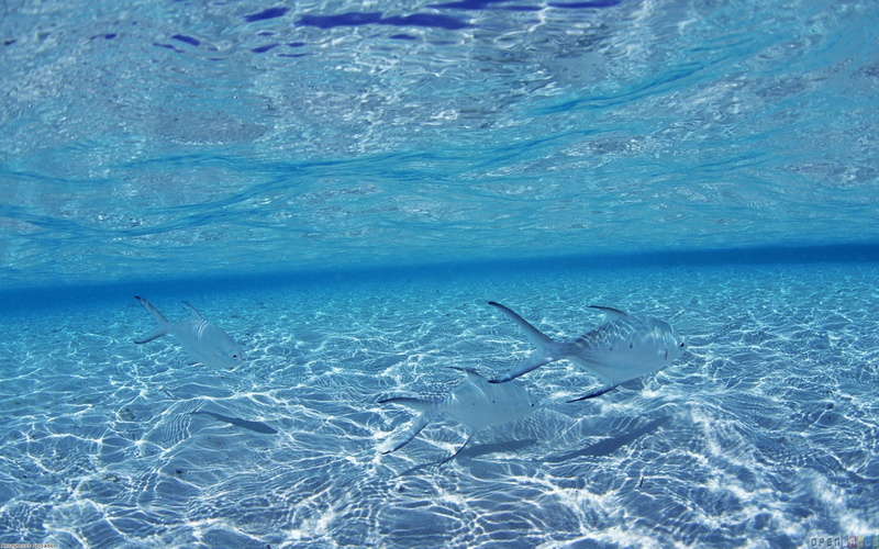swimming, fish, tropical fish, ocean computer  backgrounds, 1080P, animal themes, no people, sea, water, animals in the wild, vertebrate, animal wildlife