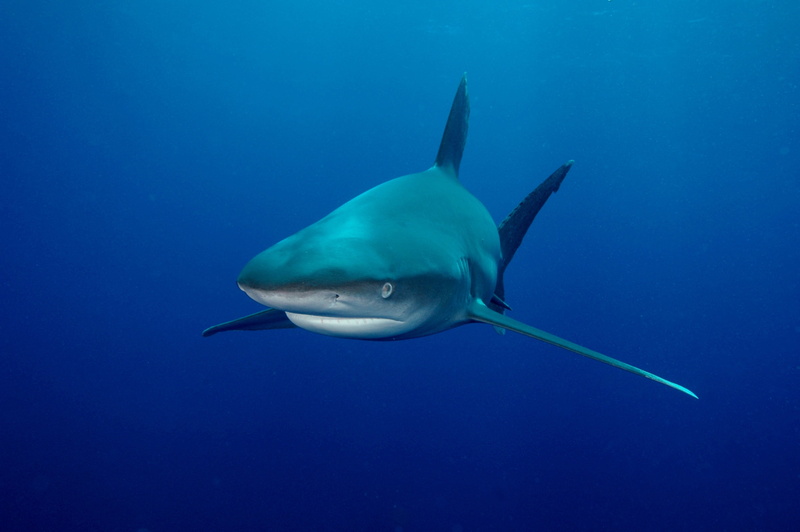 2K, animal wildlife, green, nature, sea life, shark, sign, animal themes, sea, white, swimming, underwater, saltwater fish, animals in the wild, animal