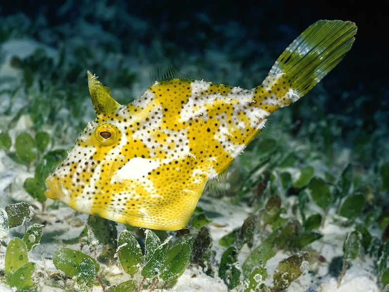 underwater, vertebrate, fish, swimming, one animal, animal wildlife, animals in the wild, beauty in nature, undersea, 720P, no people, close-up, sea life