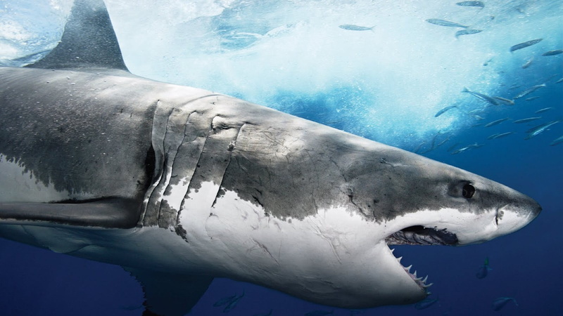 water, anger, sea, underwater, one animal, animal, animals, illustration, undersea, animal mouth, animal head, animal wildlife, saltwater fish, 1080P