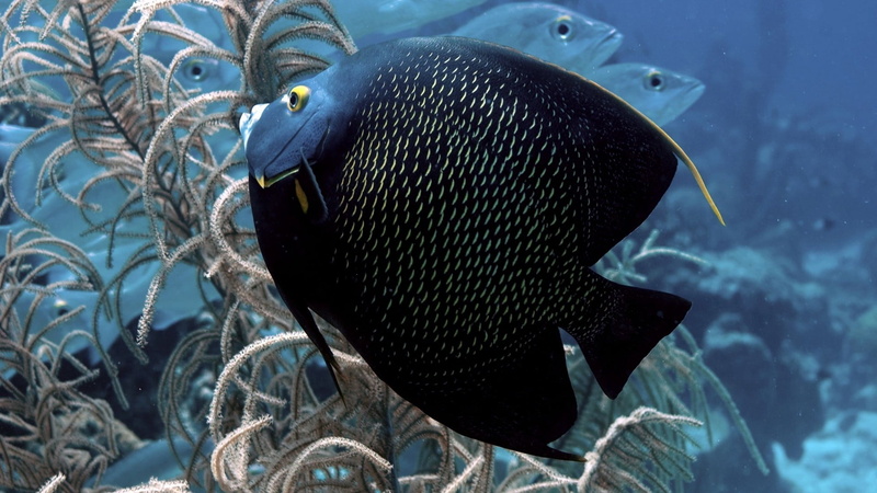 pacific Ocean, tropical Climate, yellow, multi Colored, saltwater Fish, school of fish, fish, undersea, tropical Fish, deep, vertebrate, underwater Diving