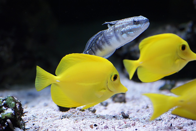 animal wildlife, ocean, no people, sea, undersea, transparent, yellow, tropical, vertebrate, underwater, profile view, animal, group of animals, yellow tangs