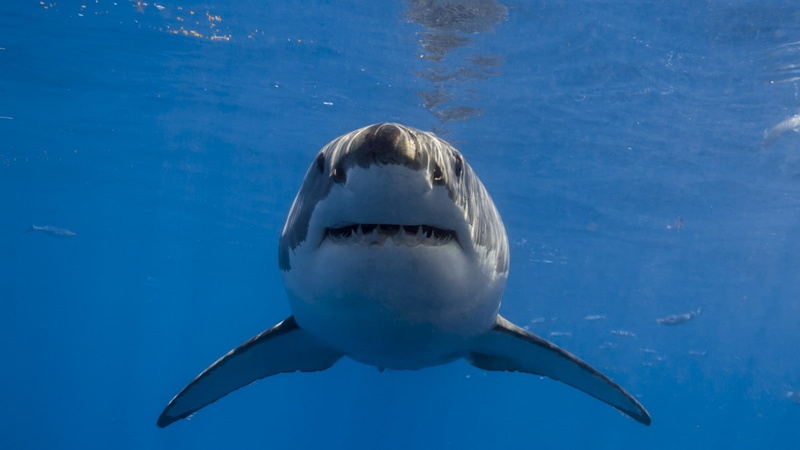 mouth open, one animal, animal teeth, animal body part, undersea, water, marine, blue, swimming, animal themes, animals in the wild, shark, outdoors, animal wildlife