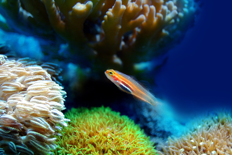 animal, ecosystem, water, marine, aquatic, sea, wildlife, life, animals in the wild, no people, saltwater, aquarium, ocean, animal themes, animal wildlife