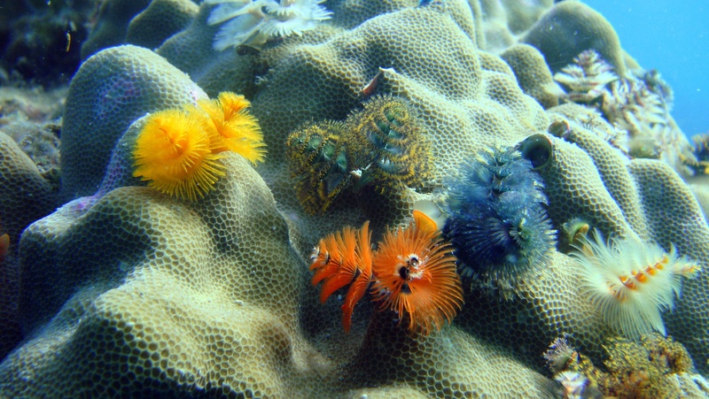 no people, flowers, ecosystem, beauty in nature, water, fish, nature, wildlife, animal, sea, tropical Climate, color, invertebrate, saltwater, christmastree worms