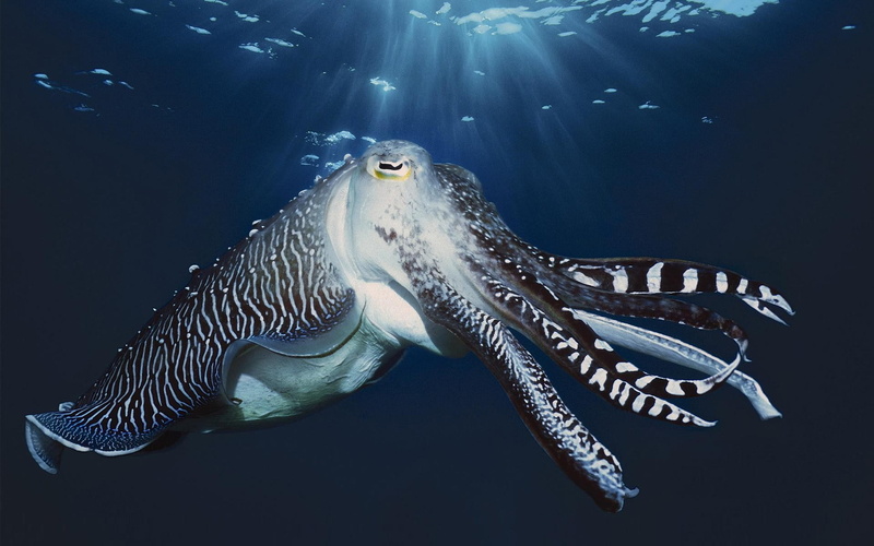 sea life, animals in the wild, no people, outdoors, close-up, full length, nature, vertebrate, sea, saltwater fish, cuttlefish, fish, animal, undersea