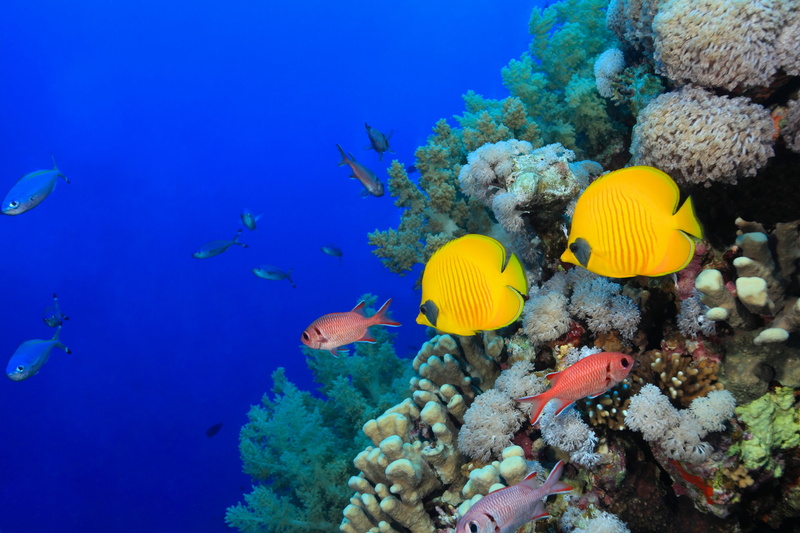 tropical fish, 5K, fish, animals, underwater, coral
