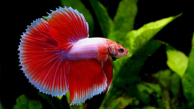 fish, no people, 1080P, animals in the wild, marine, transparent, nature, swimming, underwater, plant, red, animal, black background, focus on foreground