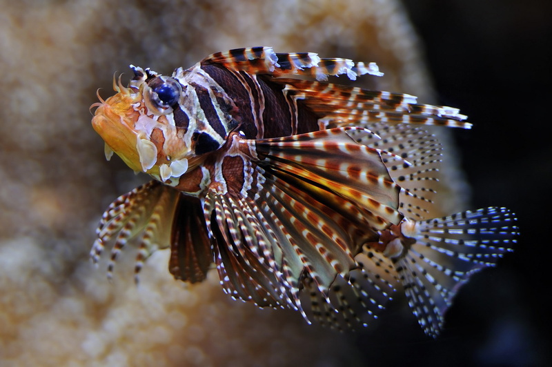 fish, sea life, animals, underwater, tropical fish, 1080P