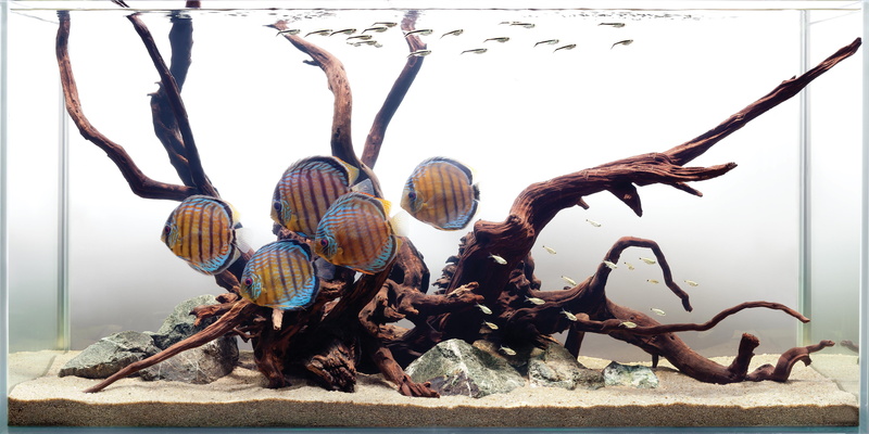 8k, discus, 4k, tropical, Water, HD, 5K, fish