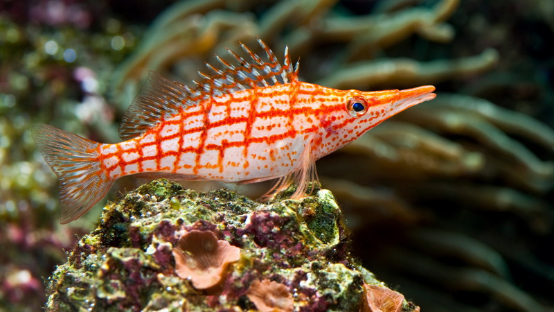 sea, vertebrate, tropical fish coral reef picture, undersea, sea life, one animal, no people, nature, profile view, plant, fish, 4K, water, swimming, outdoors