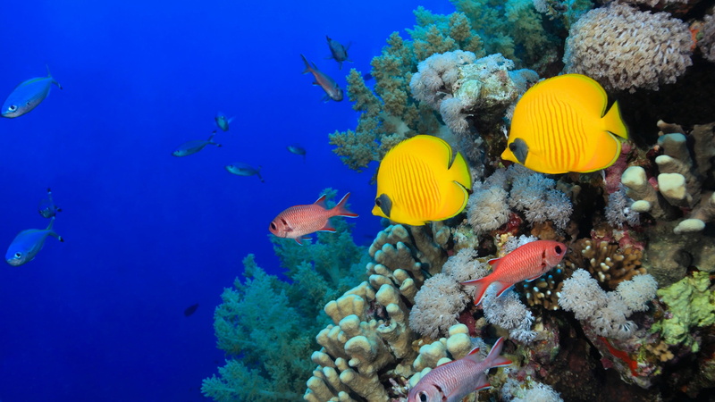 animal themes, blue, undersea, ocean, no people, marine, stony coral, water, reef, animal wildlife, invertebrate, organism, sea, marine biology, ecosystem