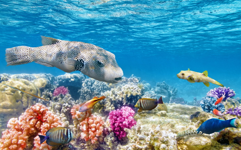 fishes, world, 2K, reef, tropical, underwater, coral, ocean