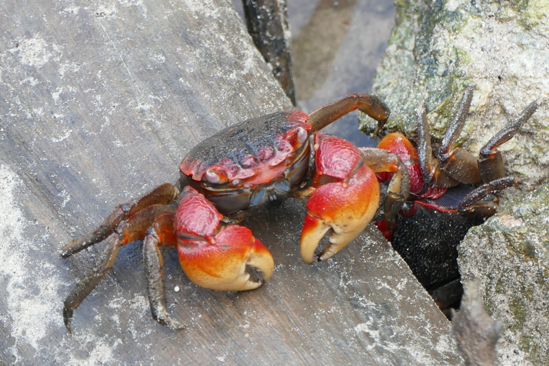 pliers, beach, stone, crustacean, rock, crab, sea life, animals, nature, rock - object, animal, animal themes, marine, solid, food, krabbeltier, one animal