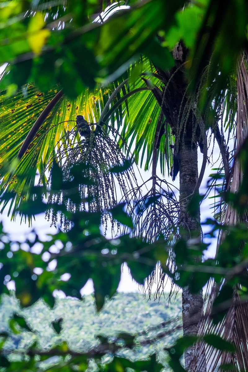 2K, tranquility, plant, water, selective focus, tree, drop, plant part, vallée de mai nature reserve, unesco, palm leaf, black parrot, branch, day, green color