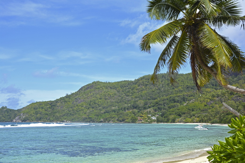 palm, praslin, paradise, tropical tree, vacation, land, beach, tropic, scenics - nature, palm trees, beauty in nature, palm tree, sky, day, 5K, seychelles