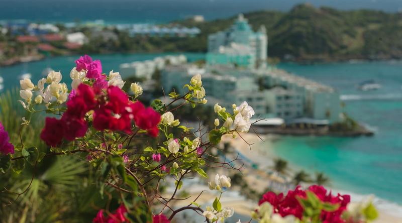 Blue, Aqua, stmartin, close-up, carib, French, flowering plant, Island, inflorescence, dutch, SintMaarten, focus on foreground, everywhere, day, Caribbean
