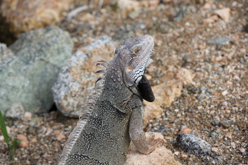 animal, rock, island, animal wildlife, side view, vertebrate, antilles, 5K, day, focus on foreground, lizard, iguana, solid, rock - object, one animal