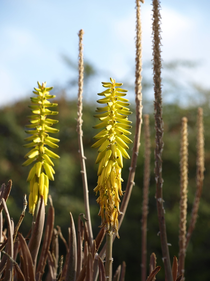 plant stem, close up, asphodeloideae, pussy willow, green color, 2K, agave, growth, tropics, botany, flowering plant, field, leaves, bloom, sunlight, aloe vera