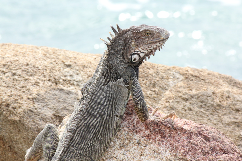rock, day, outdoors, brown, beast, solid, abc islands, water, caribbean, mouth open, focus on foreground, 5K, animal, one animal, sea, sunlight, iguana