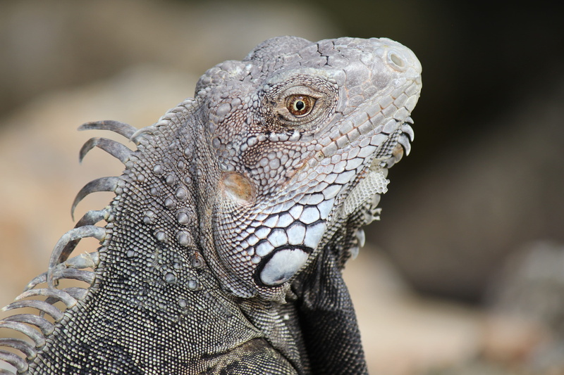 focus on foreground, portrait, nature, netherlands antilles, water, beast, island, animal, looking, animals in the wild, aruba, vertebrate, sea, animal wildlife