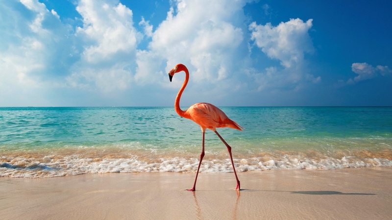 horizon over water, sky, vertebrate, land, flamingo computer  backgrounds, turquoise colored, travel destinations, 1080P, flamingo, nature, cloud - sky