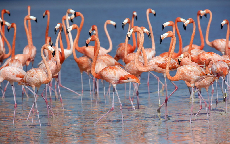animal, wading, standing, group of animals, flock of birds, vertebrate, beauty in nature, animal wildlife, nature, bird, 4K, flamingos, water, desktop