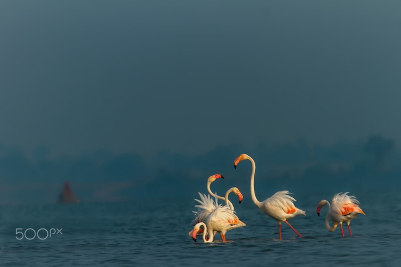 photography, animals, birds, 480P, flamingos