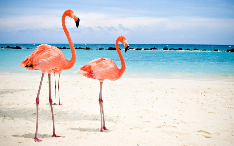 animal wildlife, horizon, nature, water, vertebrate, land, animal, animal neck, beach, day, group of animals, sea, flamingo, 1080P, bird, beauty in nature