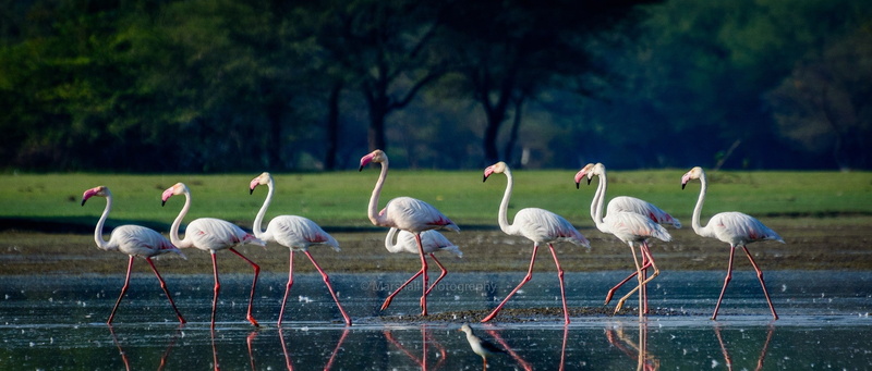 flamingos, 1080P, outdoors, flamingo, flock of birds, no people, scenics - nature, large group of animals, wading, birds, water, nature, plant, day, animal