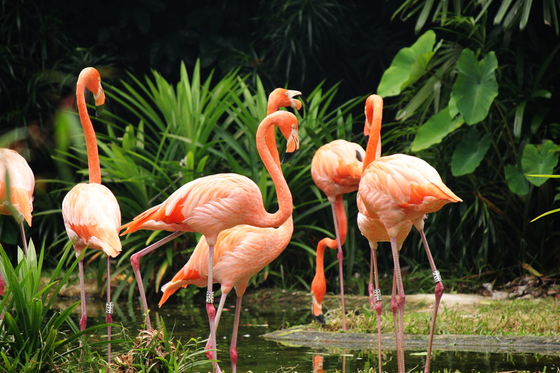bird, pink, animals in the wild, grass, no people, group of animals, pink color, lake, wild, natural, vertebrate, day, flamingos, animal neck, beak, animal themes
