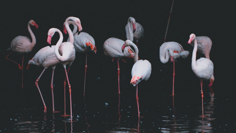 pond, flamingos, water, 2K, animals, filter