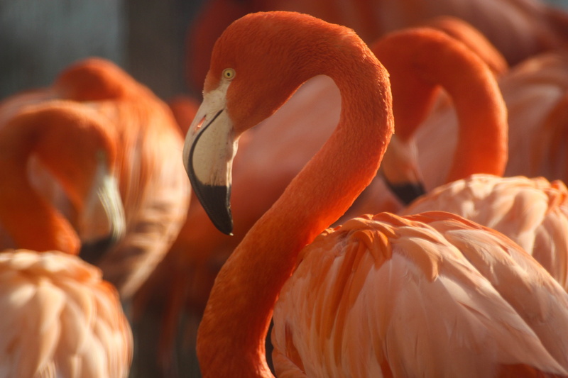 bird, animals In The Wild, birds, zoo, pink Color, nature, flock, flamingo, beak, feather, Copenhagen Zoo, Köpenhamn, 5K, red, Danmark  Denmark, wildlife
