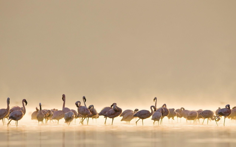 animals, flamingos, pink, flamingo, bird, nature, water, lake, birds, 1080P