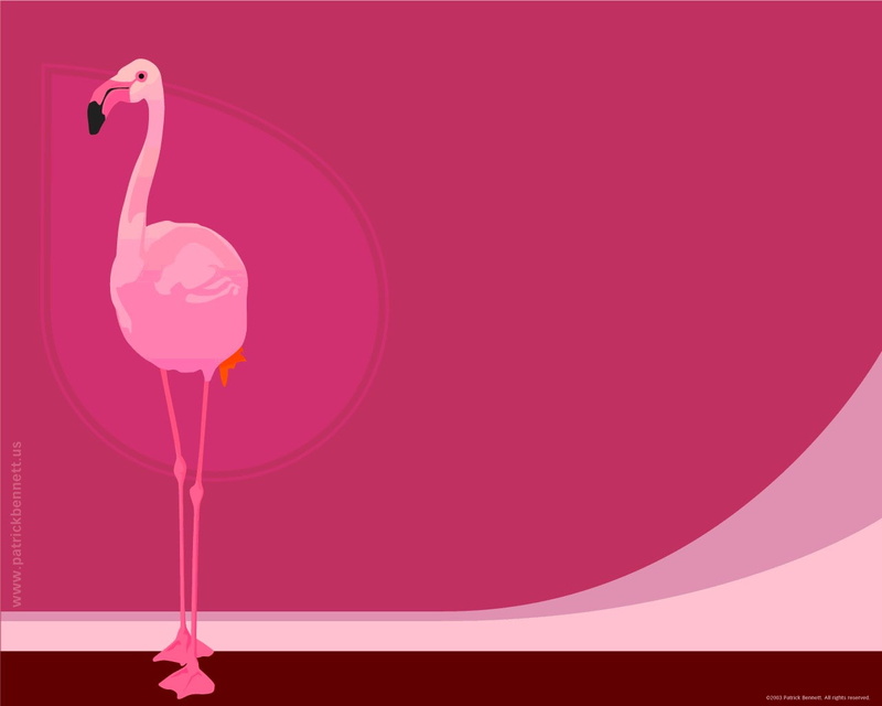 flamingo, 720P