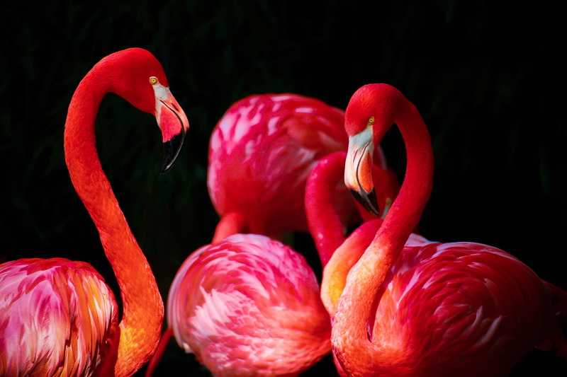 dieting, outdoors, antioxidant, four, healthy lifestyle, animals in the wild, clean, vibrant color, park, animal wildlife, ks, studio shot, flamingo, 4K
