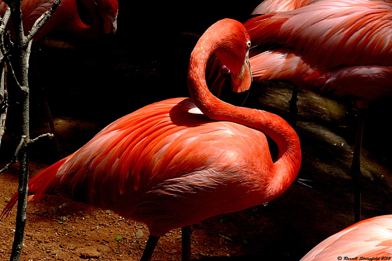 NIKON, wildlife photography, 4K, animal, Fort Worth Zoo, beak, bird, wildlife, flamingo, group, photography, feather, pink Color, ft worth, zoo, red, flamingos