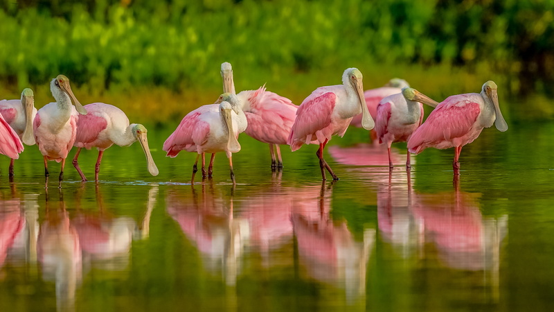 vertebrate, hd, k, bird, water, group of animals, large group of animals, spoonbill, roseate, flock of birds, animals in the wild, group, nature