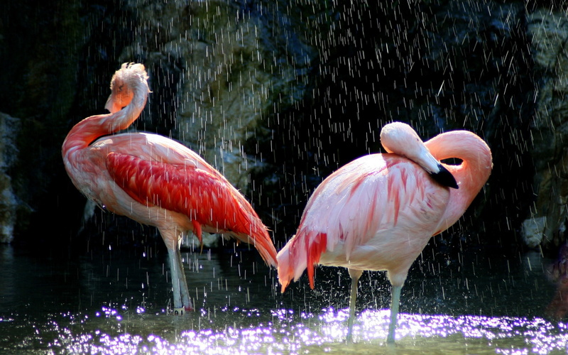 flamingos, birds, 2K, animals