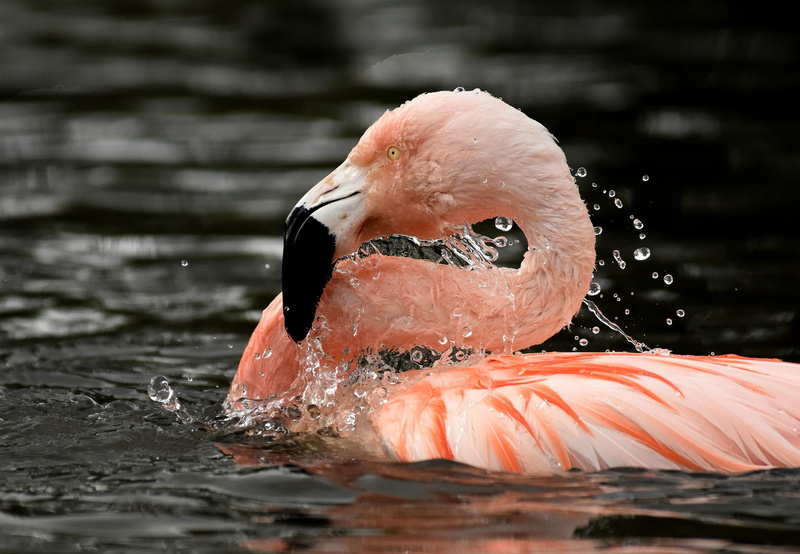 flamingos, nature, 1080P, water, birds, animals