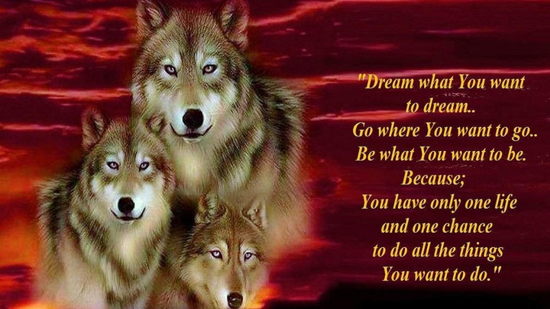 favorite, 1080P, animals, wolfs, wolf, wallpaers