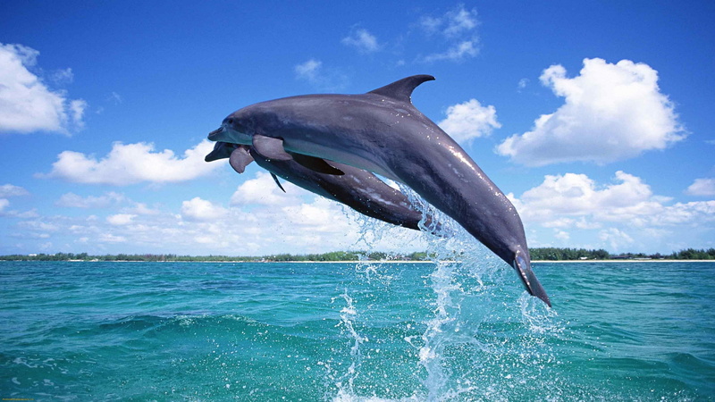 2K, dolphin, Animal, animals, hd dolphin wallpaers, 2560x1440, ultra fish wallpaers