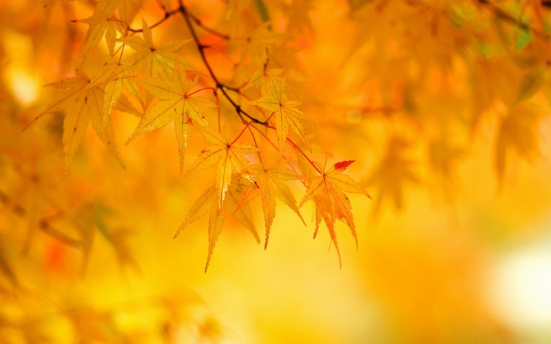 Leaf, autumn, photography, 4k wallpaers, 1920x1200, fall, 1080P