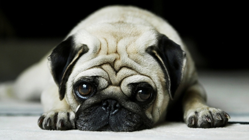 vodafone, 1920x1080, 1080P, dog, wallpaer, cover