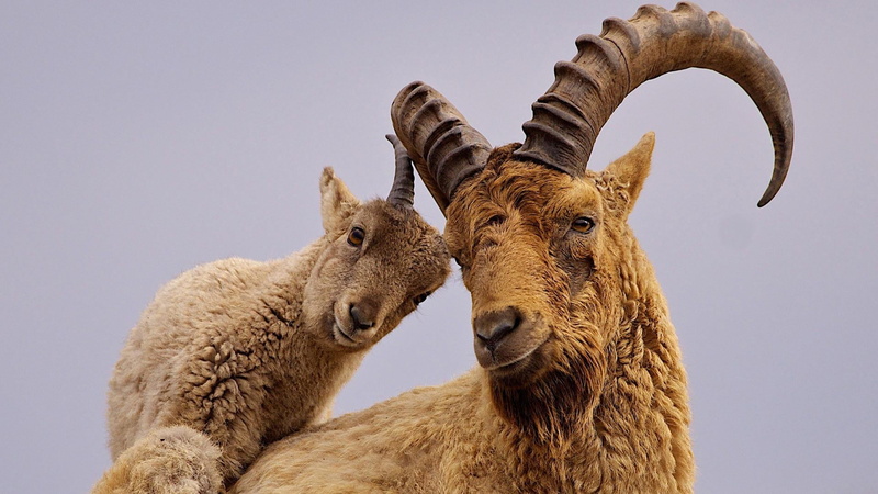 herbivorous, vertebrate, togetherness, 1080P, sky, caucasian, mammal, domestic, two animals, animal themes, group of animals, animal, west caucasian tur