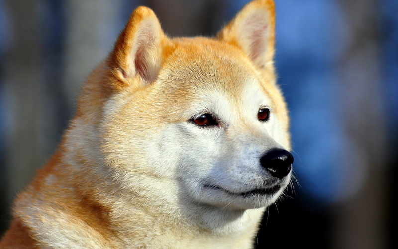 young Animal, close-up, animal themes, puppy, cute, looking, sled Dog, 2K, animal Eye, muzzle, domestic Animals, nature, animals in the wild, canine, inu