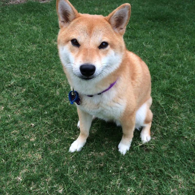 pets, field, domestic animals, animal, sitting, canine, japanese, 1080P, vertebrate, dog, animal themes, high angle view, grass, doge meme, portrait, one animal