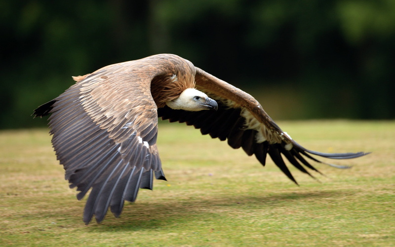 FEATHERS, 2K, SCAVENGER, GRIF, WINGS, BIRD, FLIGHT, TAIL